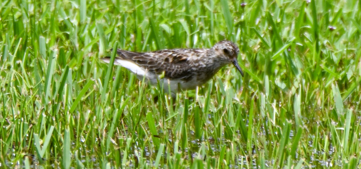 Least Sandpiper - ML596825451