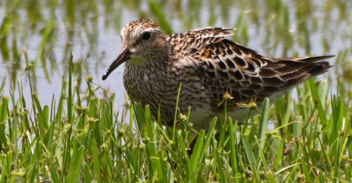 Pectoral Sandpiper - ML596825531