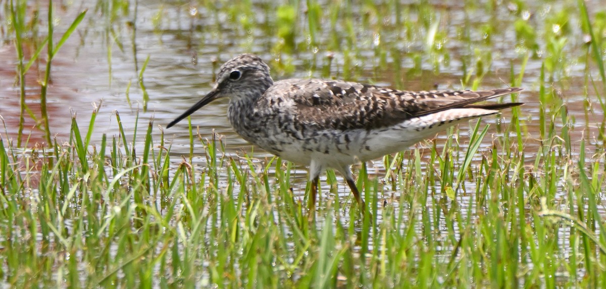 Lesser Yellowlegs - ML596825611