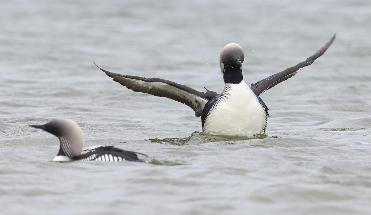 Pacific Loon - Caroline Lambert