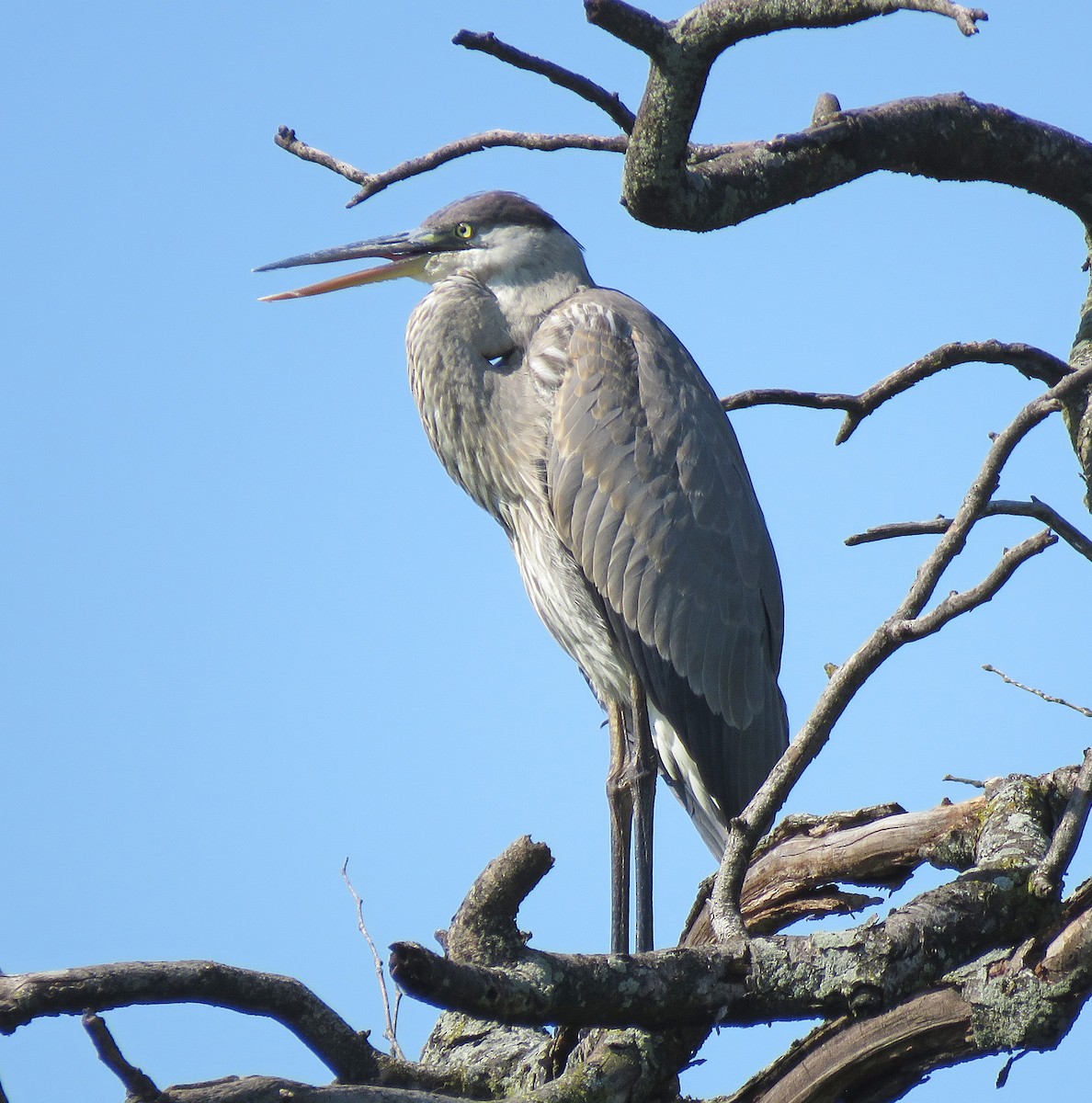 Great Blue Heron - ML596826411