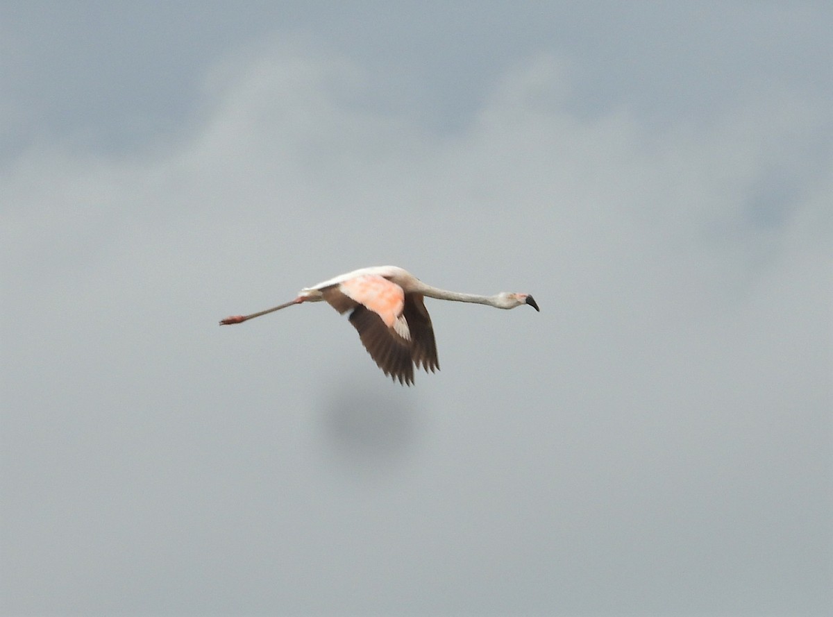 Chilean Flamingo - ML596826481