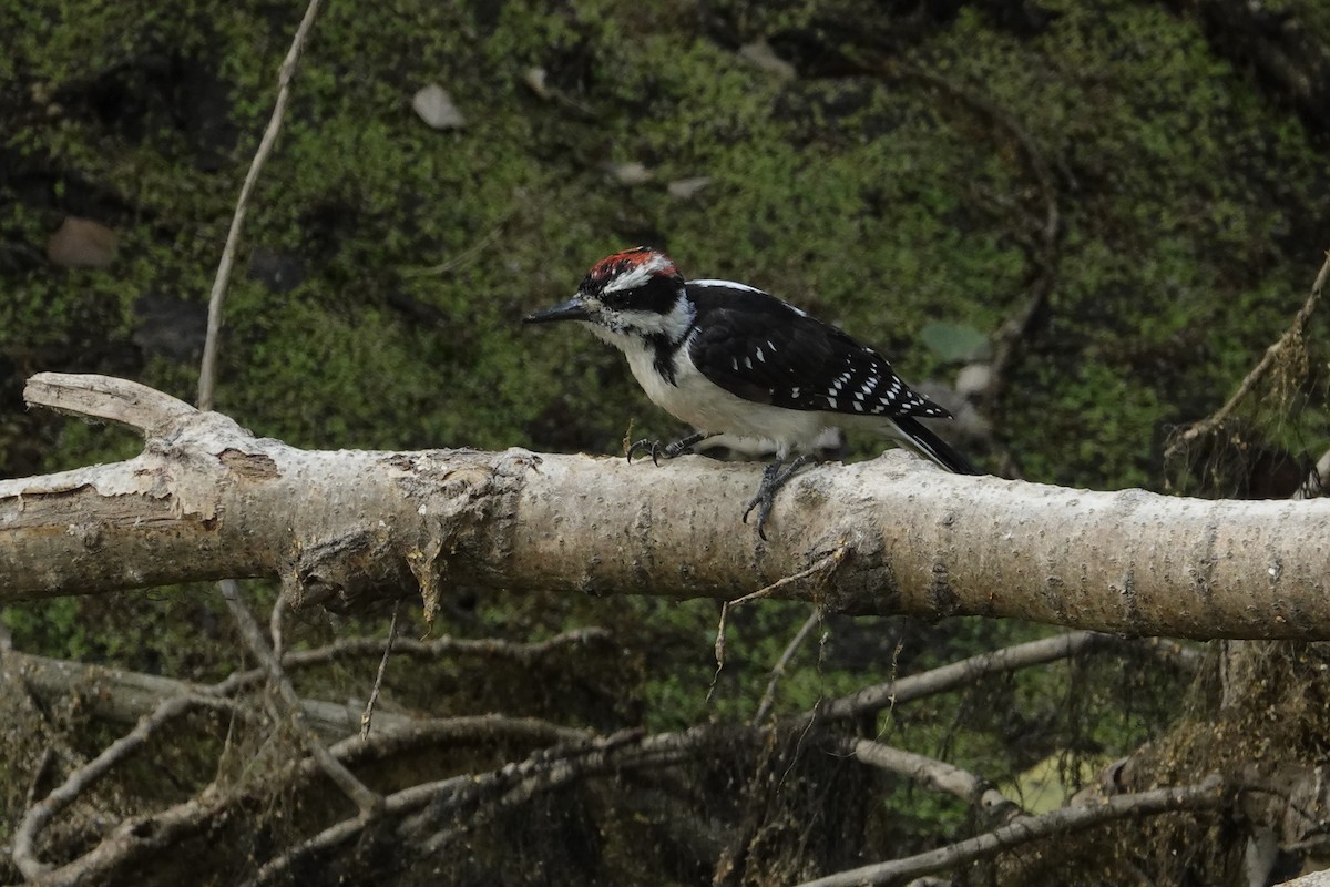 Hairy Woodpecker (Rocky Mts.) - ML596826861
