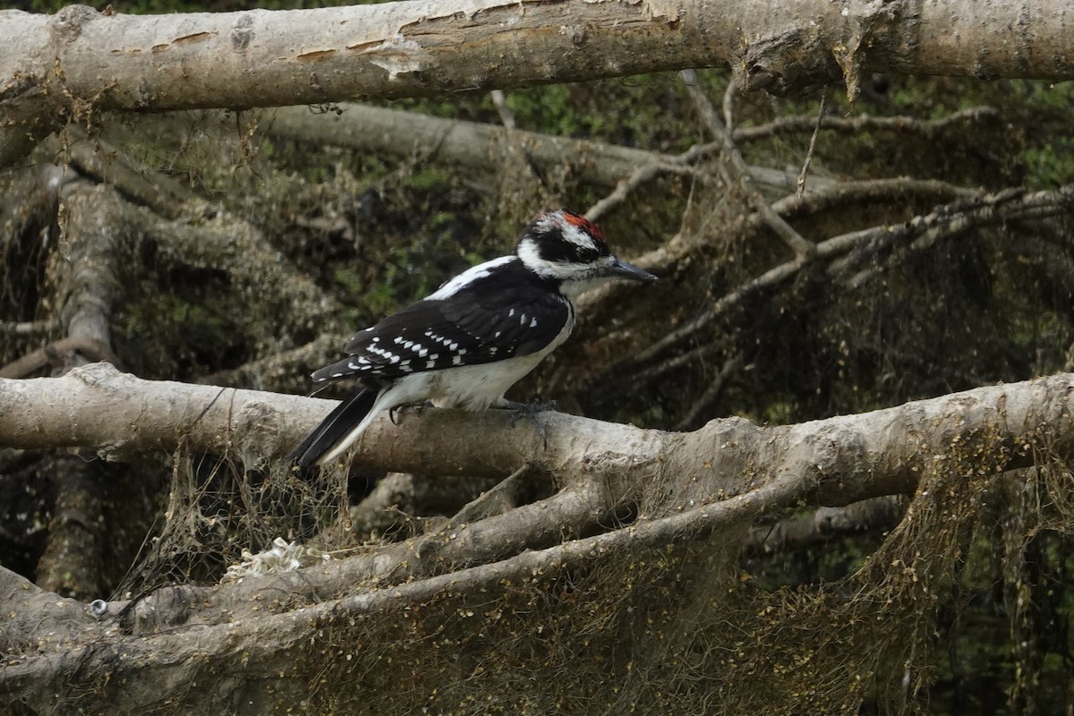 Hairy Woodpecker (Rocky Mts.) - ML596826871