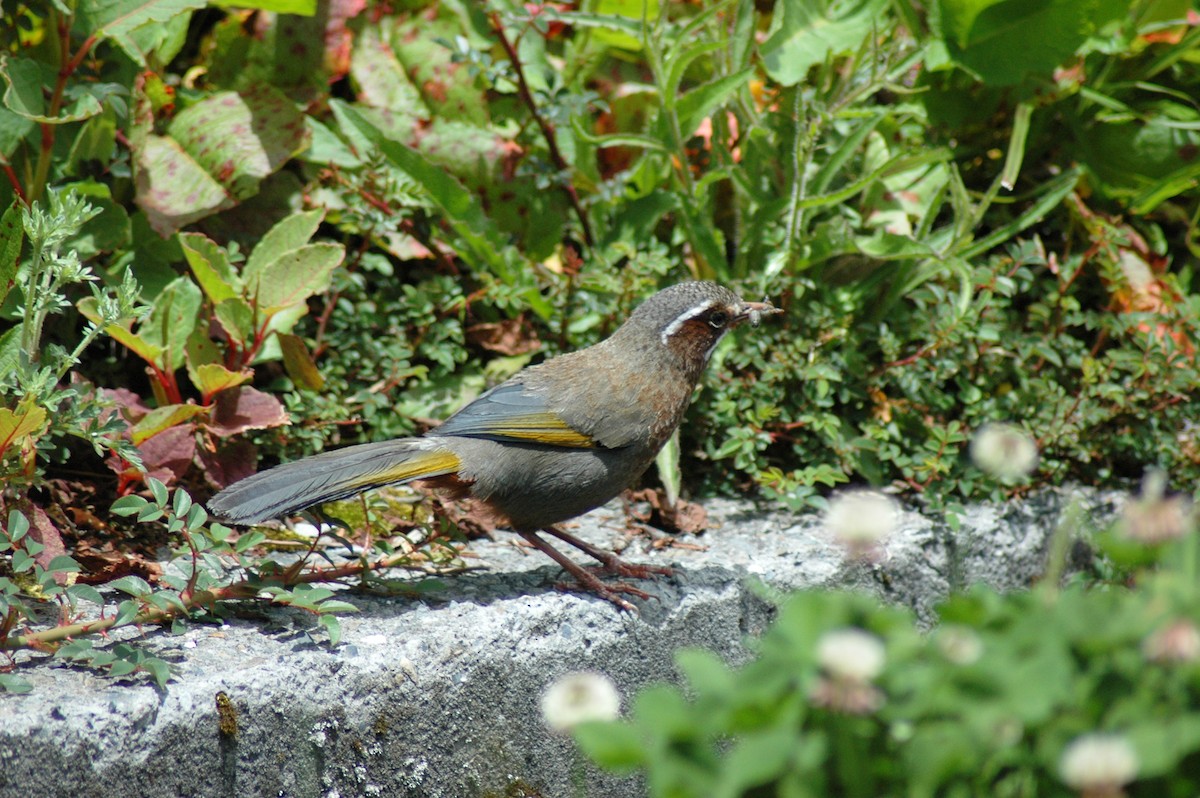 White-whiskered Laughingthrush - Evan Lee