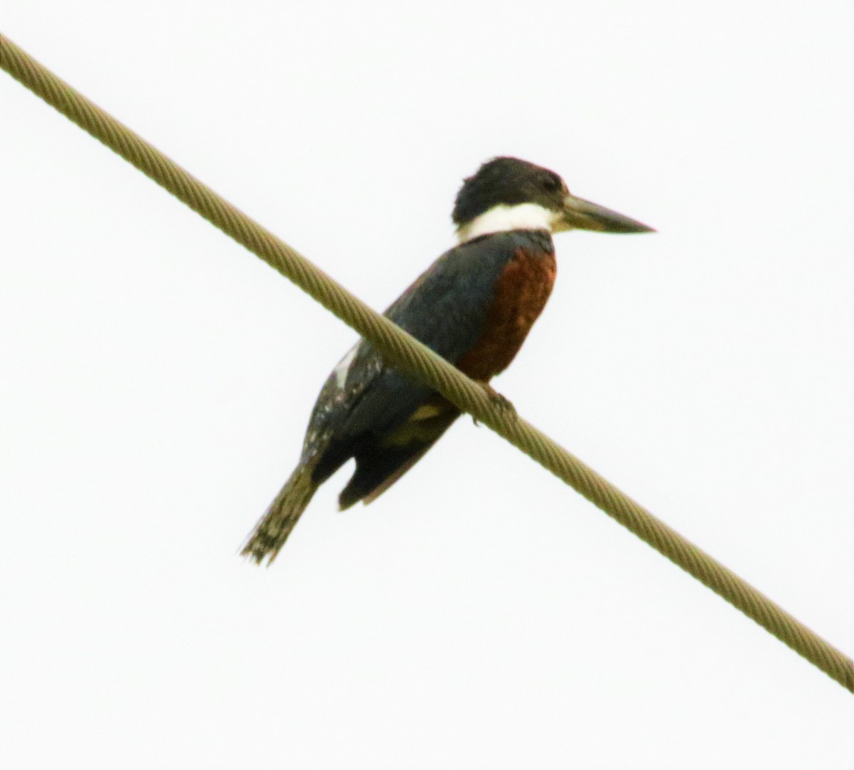 Ringed Kingfisher - FELIPE SAN MARTIN