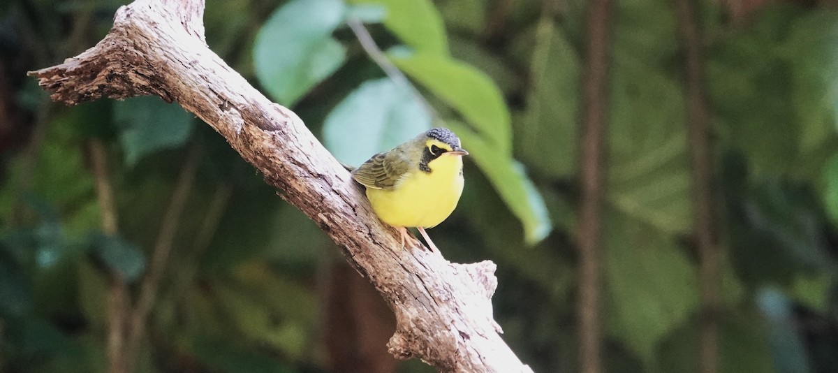 Kentucky Warbler - ML596828341