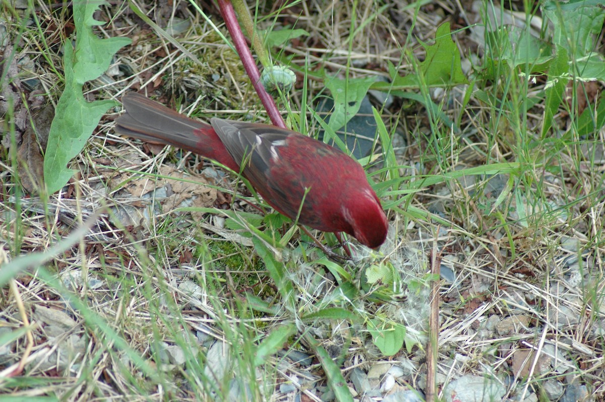 Taiwan Rosefinch - ML596828631