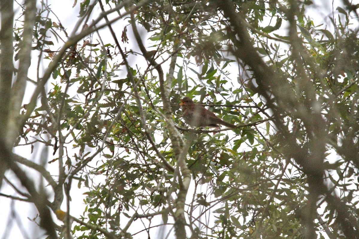 Swainson's Thrush (Russet-backed) - ML59682871