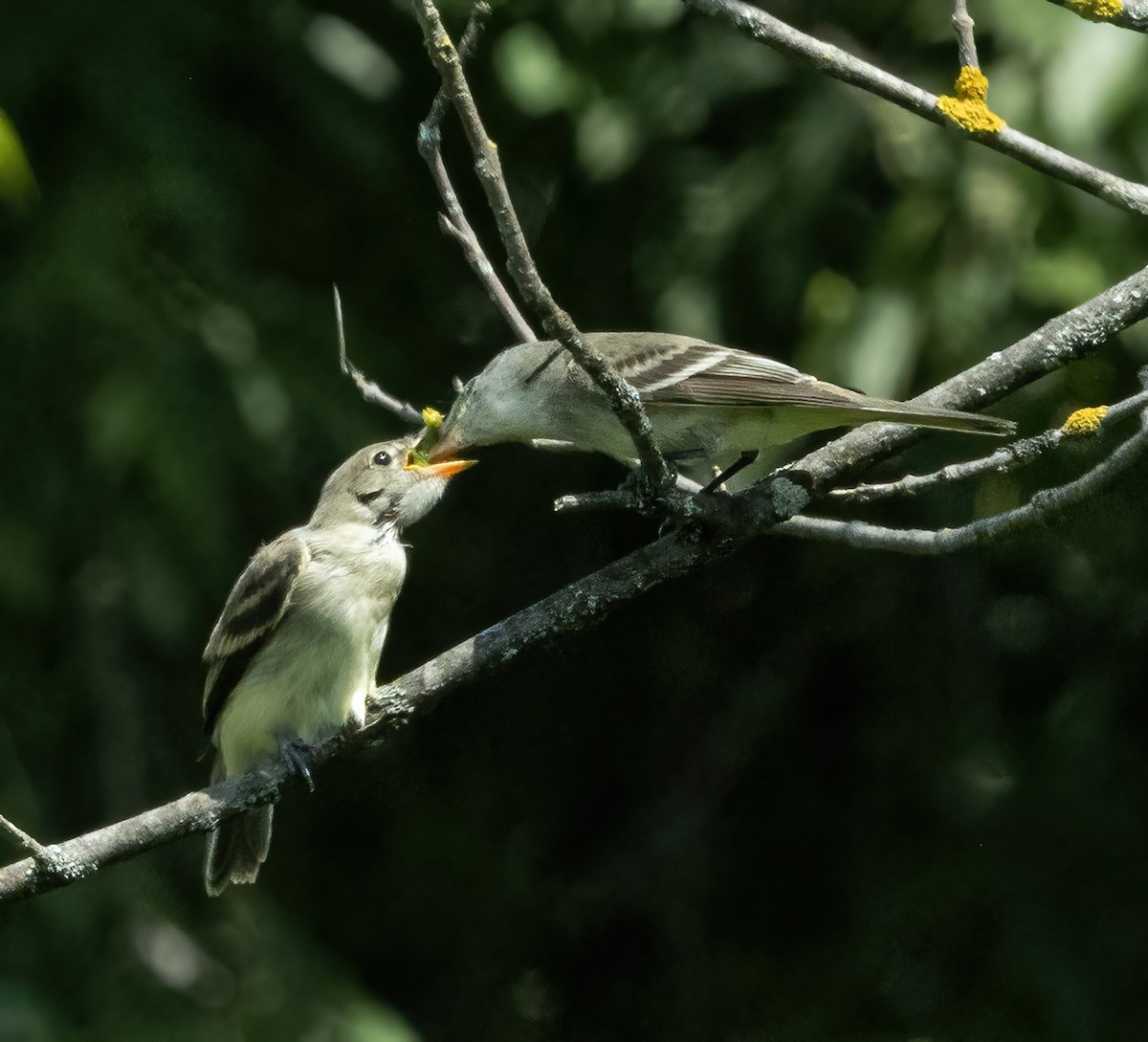 Willow Flycatcher - ML596828741