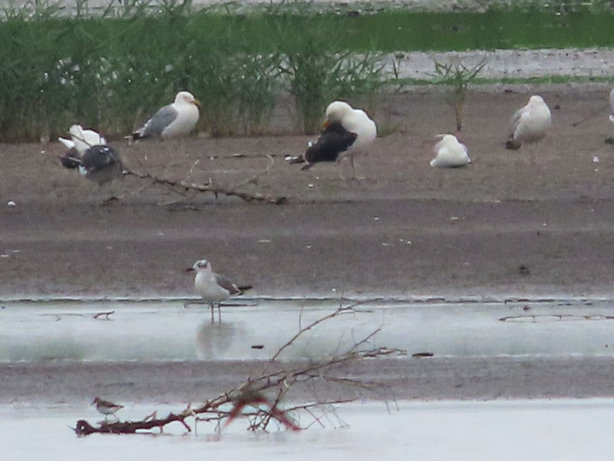 Bonaparte's Gull - ML596829091