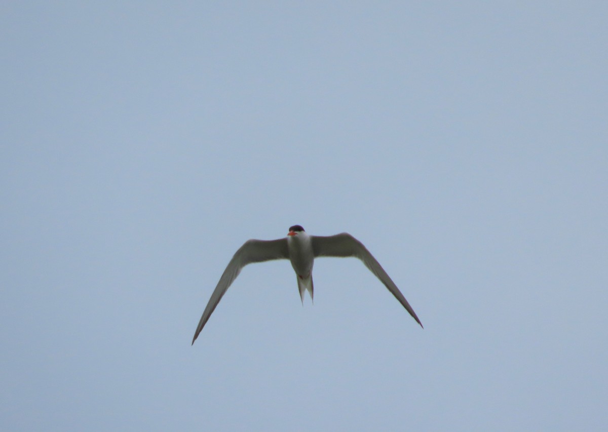 Common Tern - ML596829161