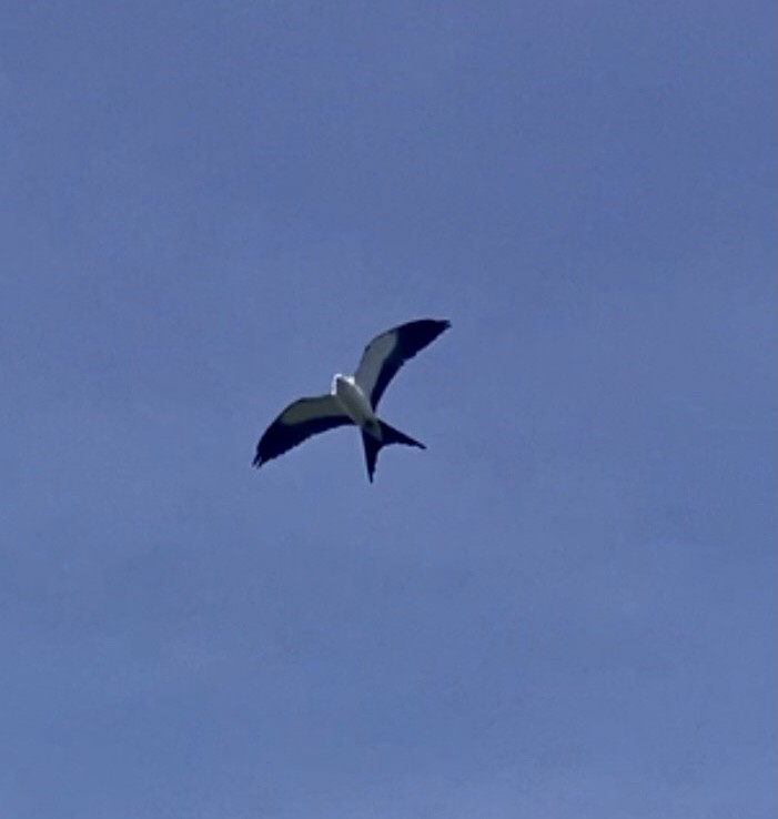 Swallow-tailed Kite - ML596829511