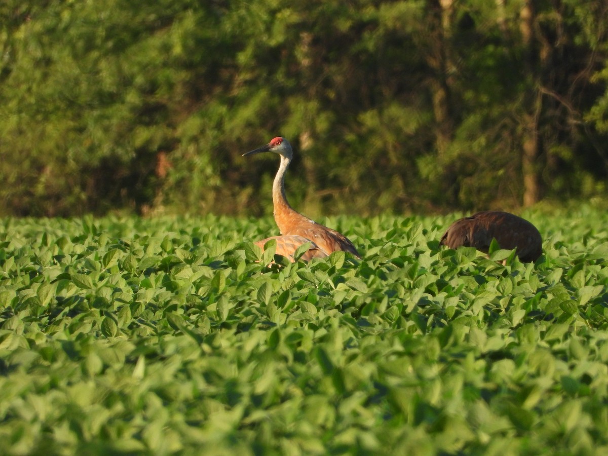 Sandhill Crane - ML596829631