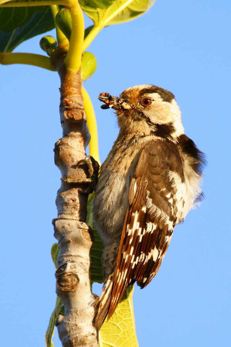 Lesser Spotted Woodpecker - Tiago Guerreiro