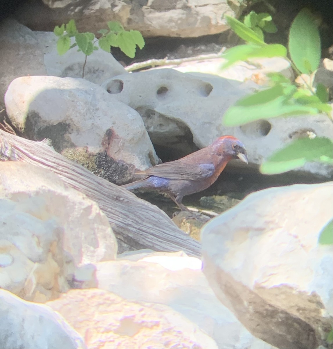 Varied Bunting - Dorothy Tate