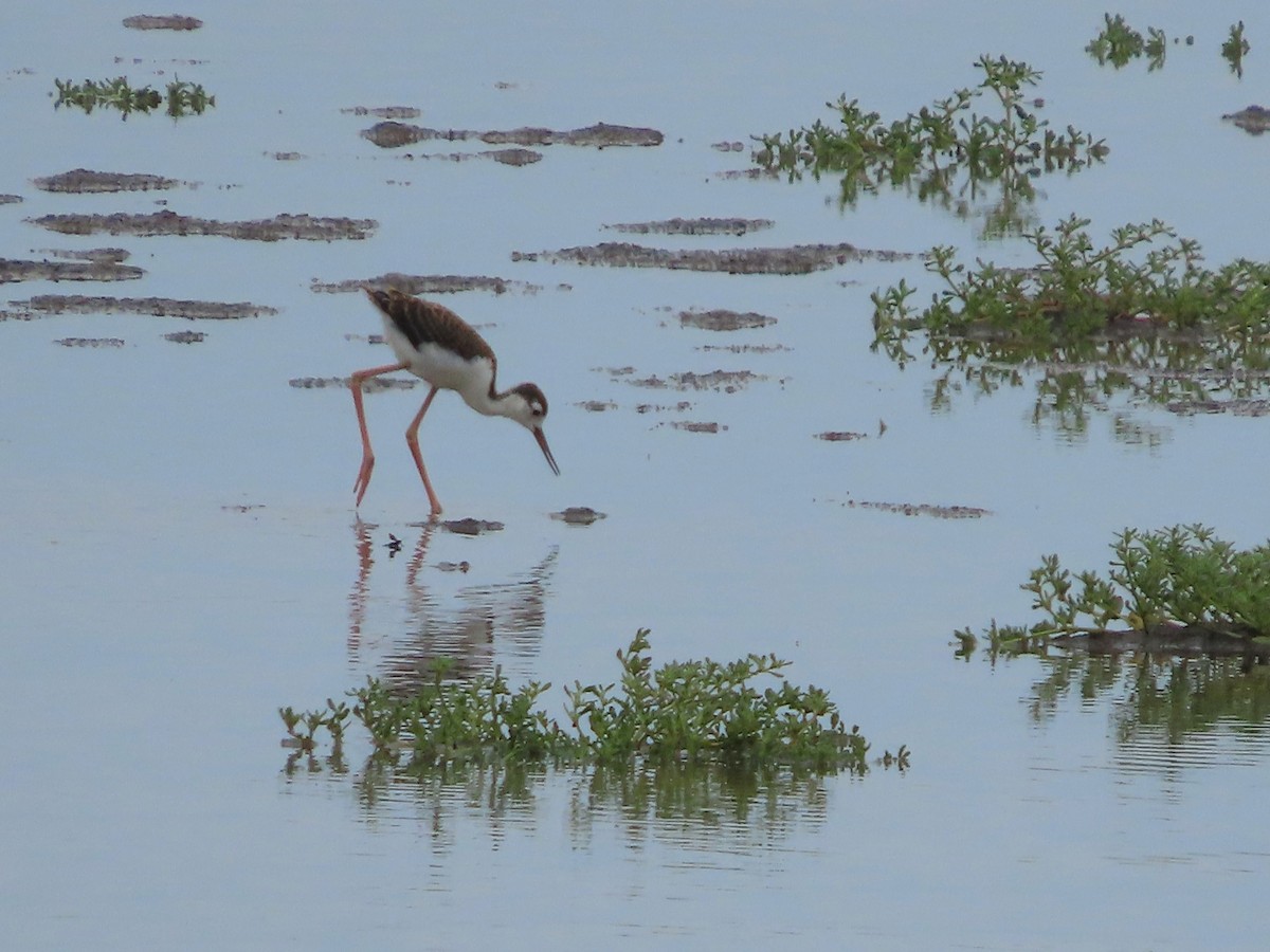 Black-necked Stilt - ML596830371