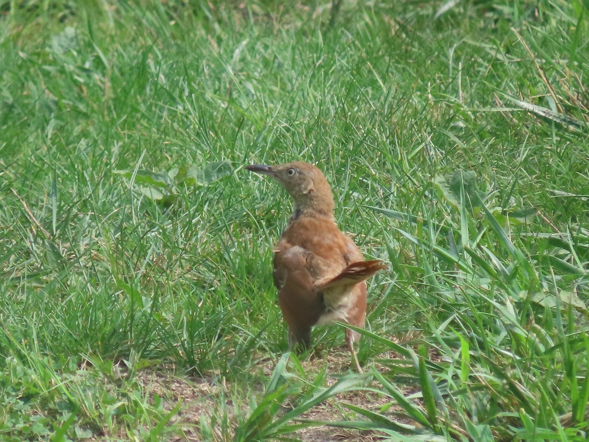 Brown Thrasher - ML596831621