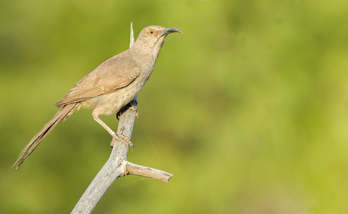 Curve-billed Thrasher - Connor Cochrane