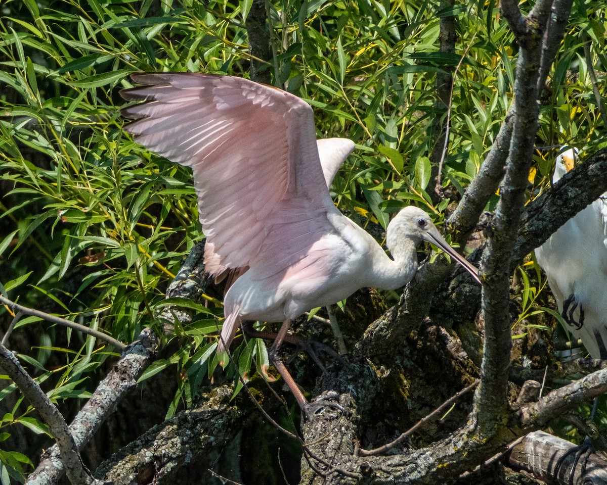 Roseate Spoonbill - ML596833491