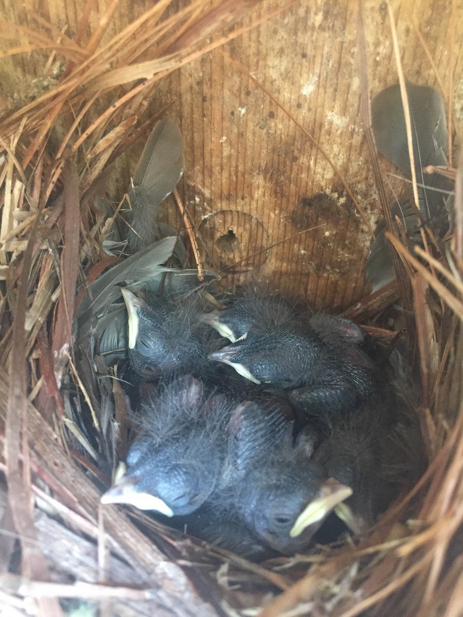 Northern House Wren - Phil Kenny
