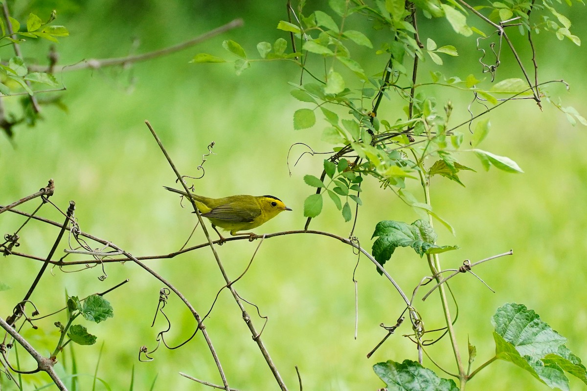 Wilson's Warbler - ML596833961