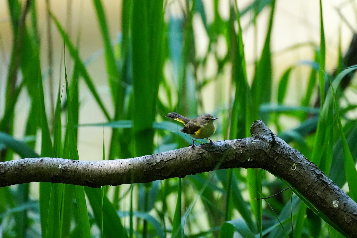 American Redstart - ML596834091