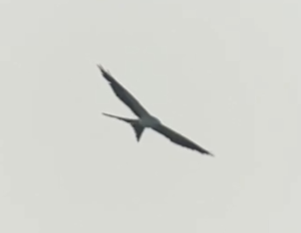 Swallow-tailed Kite - ML596834191