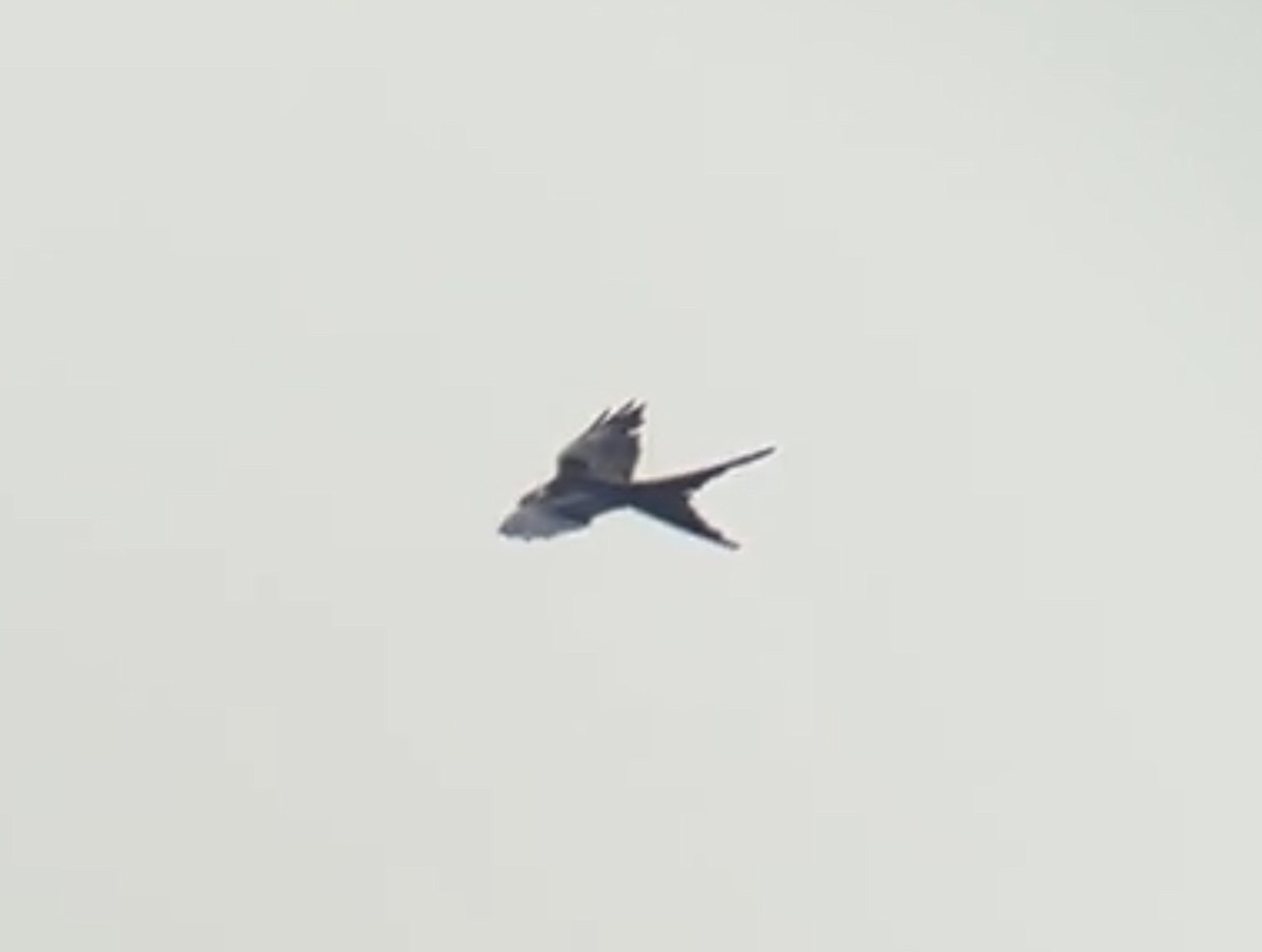 Swallow-tailed Kite - ML596834201