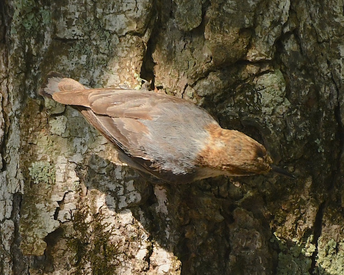 Brown-headed Nuthatch - ML596834501
