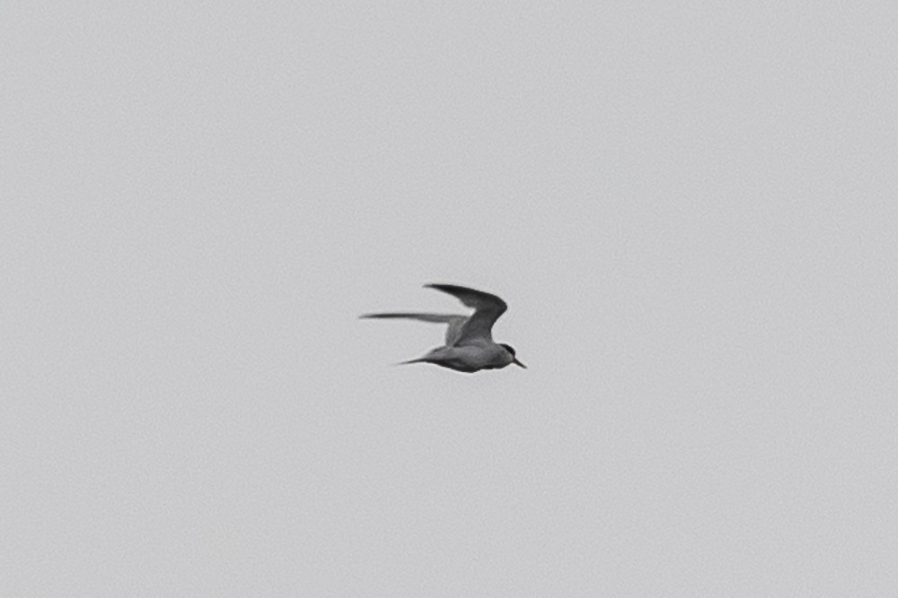 tern sp. - James McNamara