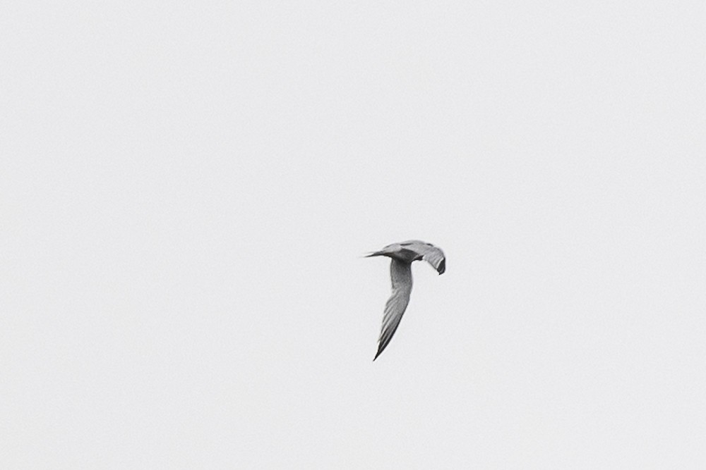 tern sp. - ML596835021