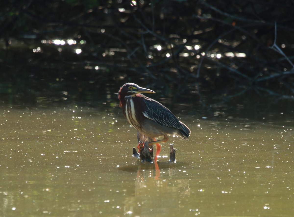 Green Heron - ML596836761