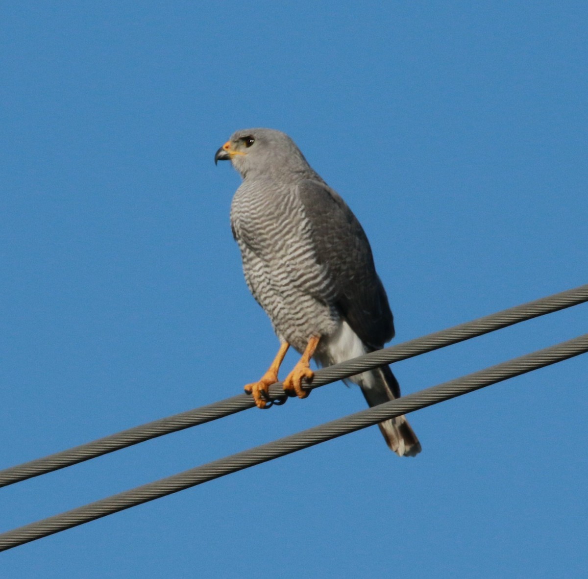 Gray Hawk - ML596837211