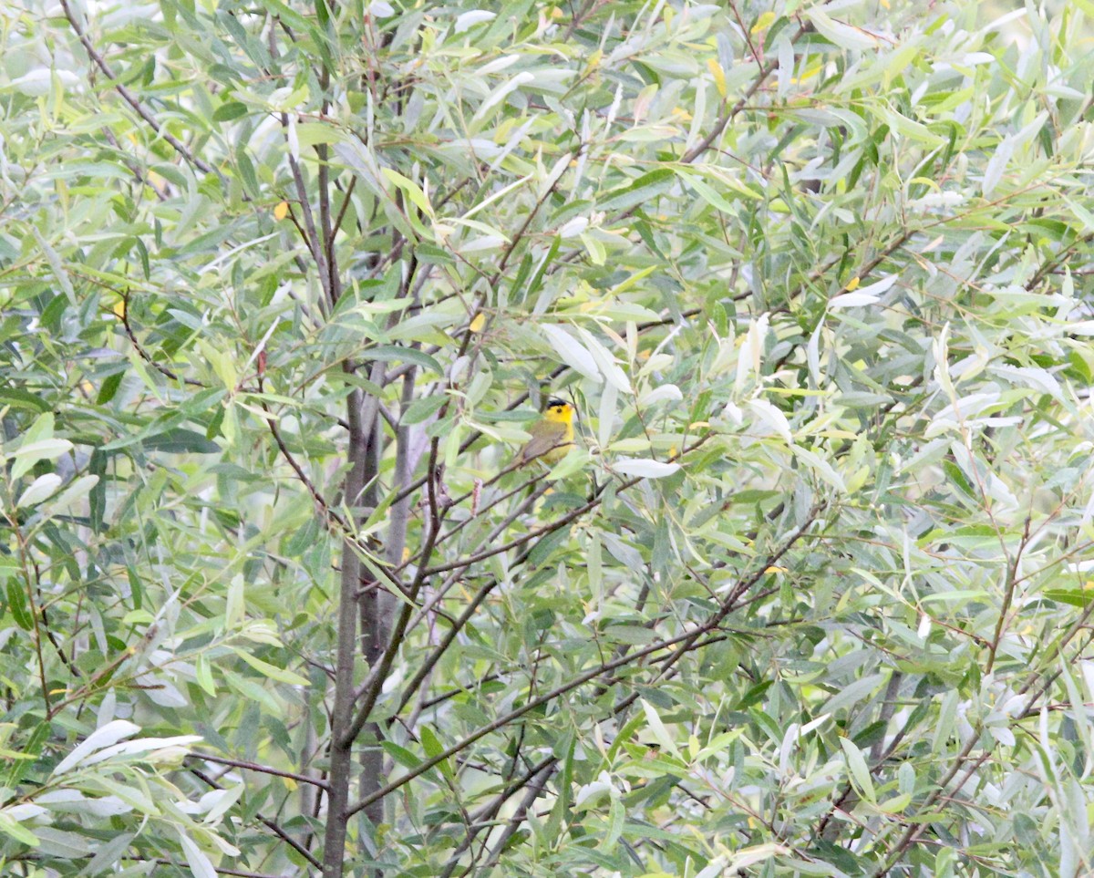 Wilson's Warbler (chryseola) - ML59683761