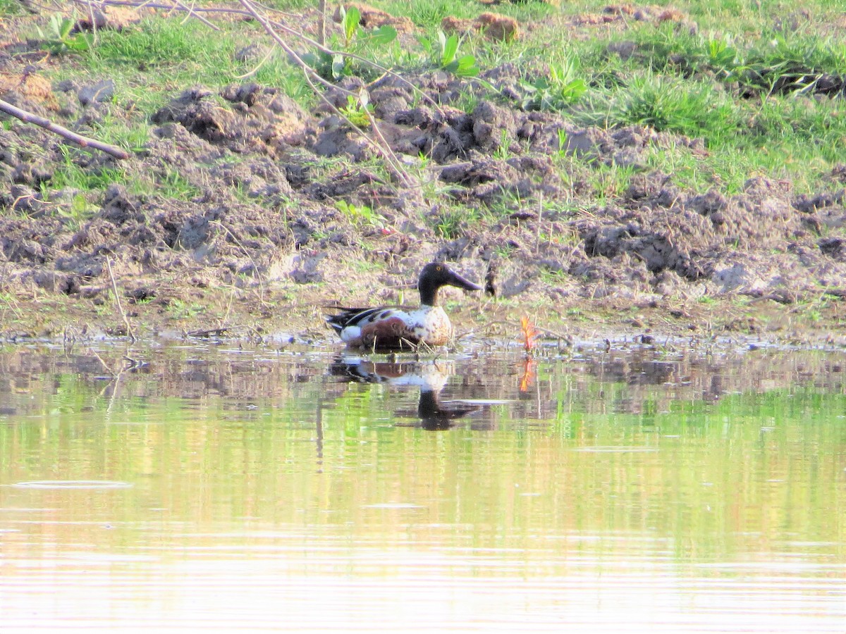 Northern Shoveler - ML59683771