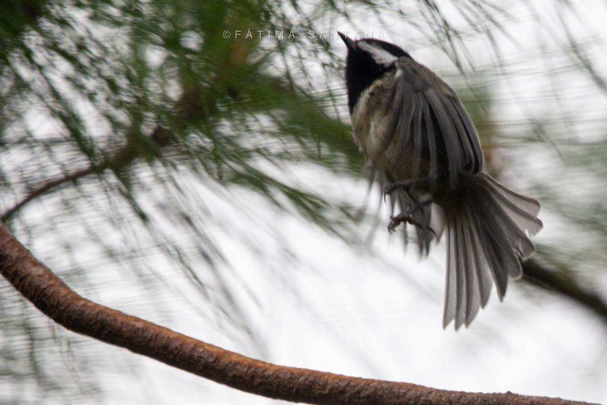 Mexican Chickadee - ML596838651