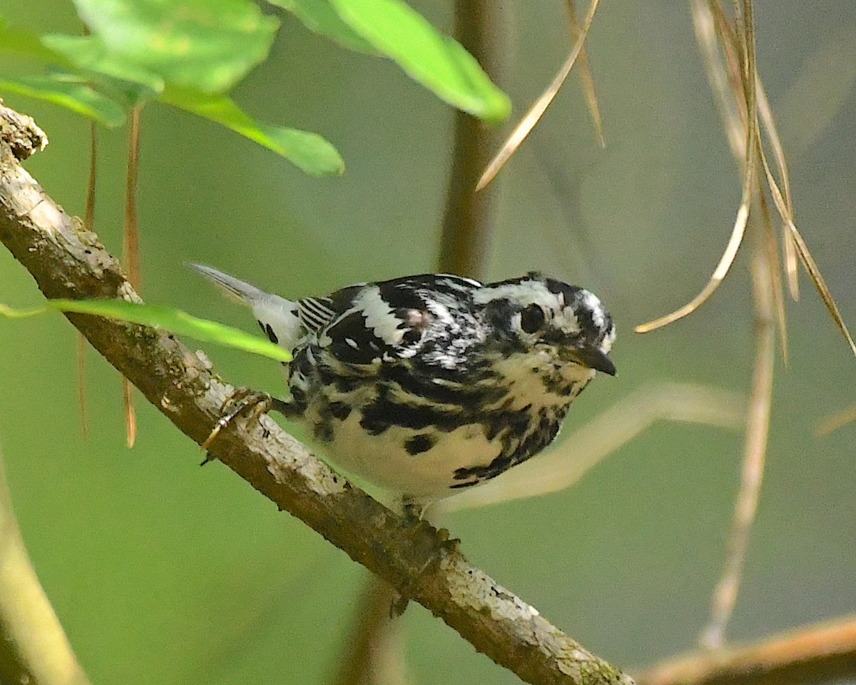 Black-and-white Warbler - ML596839511