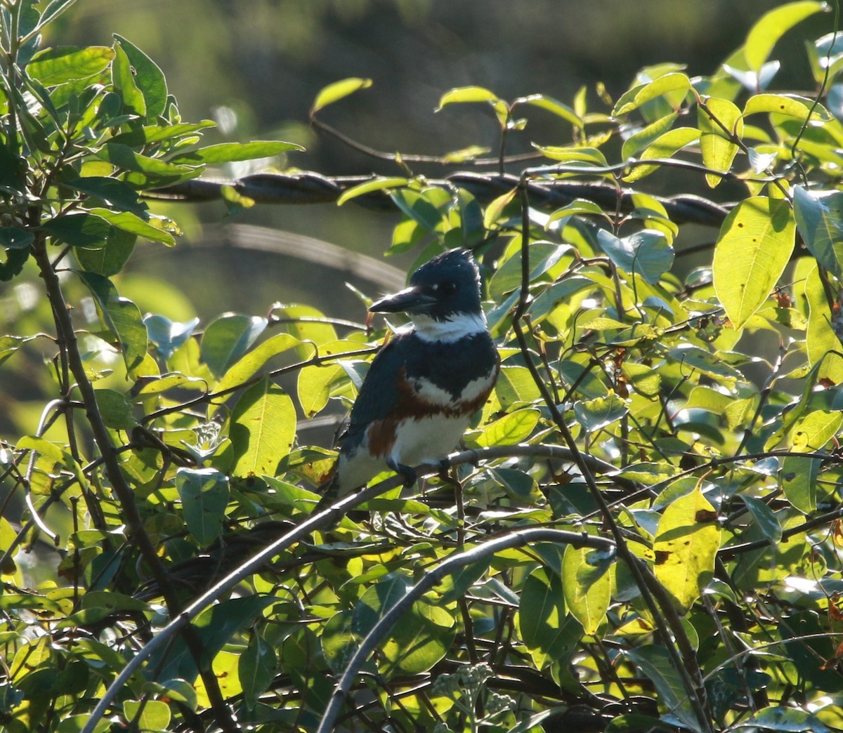 Belted Kingfisher - ML596839521