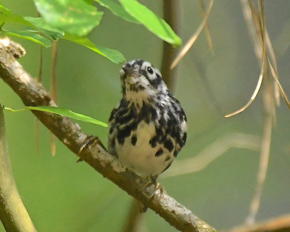 Black-and-white Warbler - ML596839531