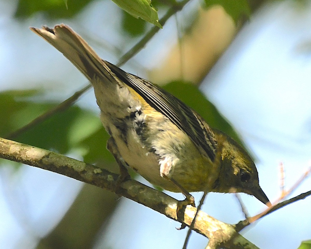 Pine Warbler - ML596840191