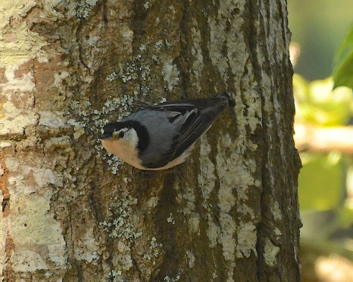 White-breasted Nuthatch (Eastern) - ML596840611
