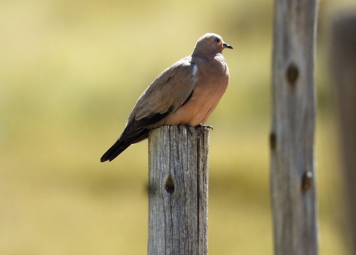 Black-winged Ground Dove - ML596842191