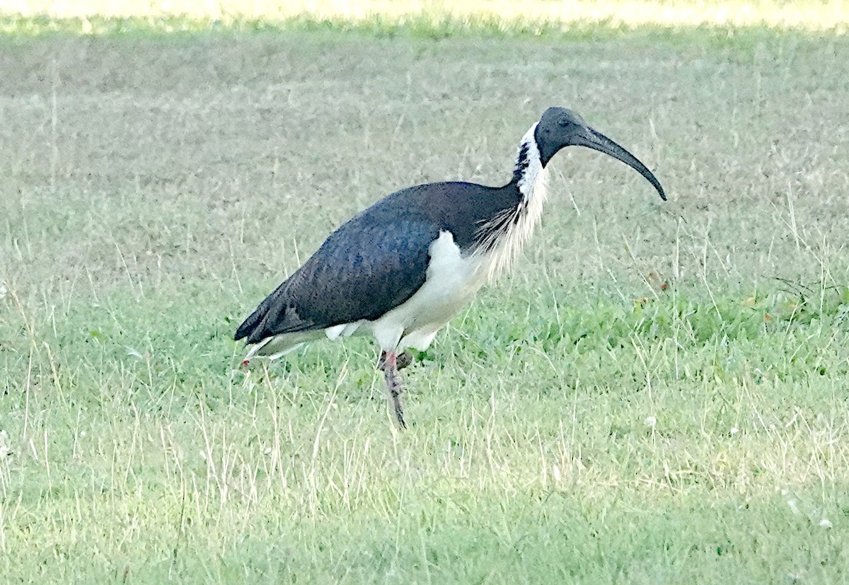 ibis slámokrký - ML596842251