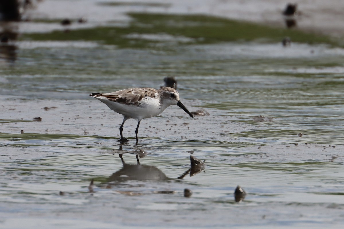 Western Sandpiper - ML596842551