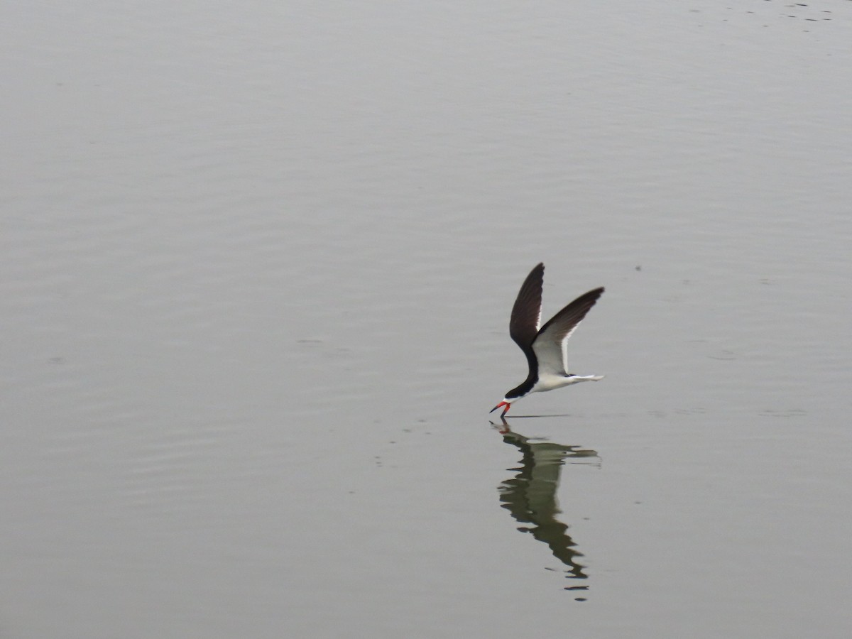 Black Skimmer - ML596842631