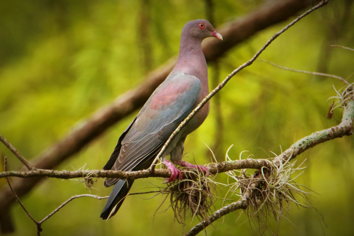 Red-billed Pigeon - ML596842991