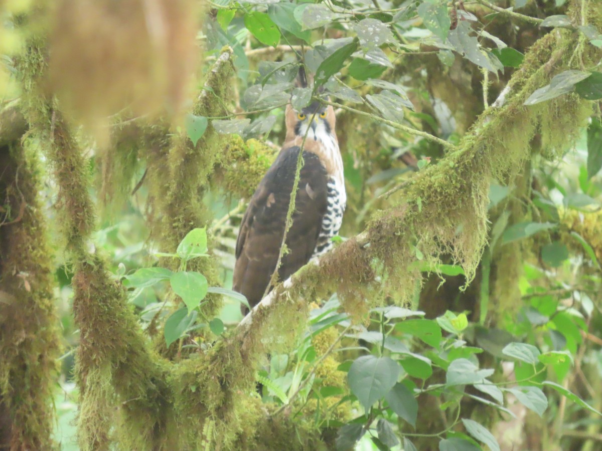 Ornate Hawk-Eagle - ML596843021