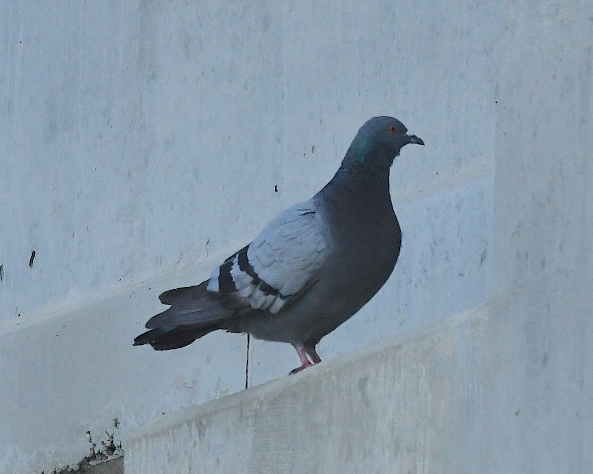 Rock Pigeon (Feral Pigeon) - ML596843511