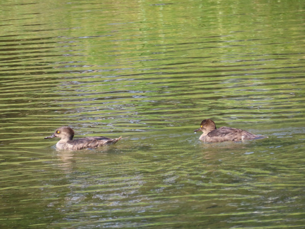 Hooded Merganser - Anonymous